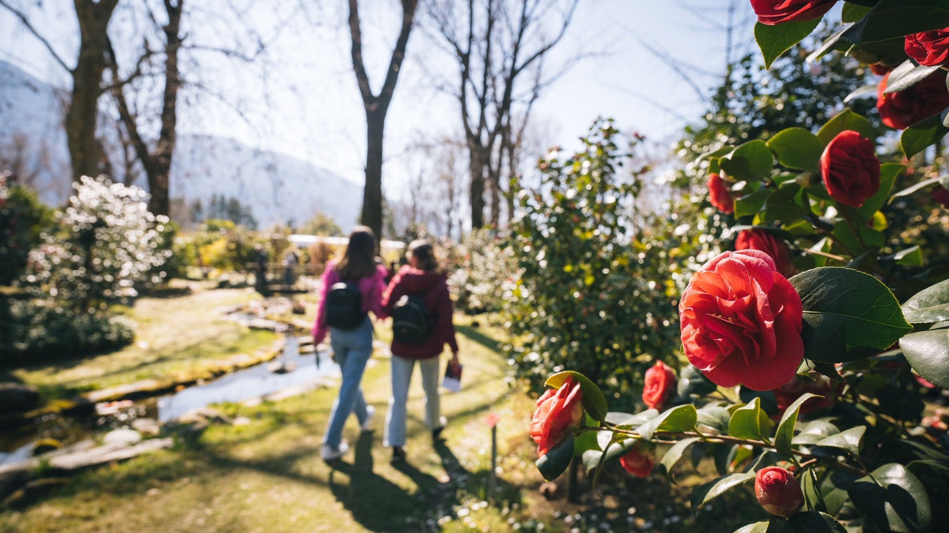 Spring at Lake Maggiore